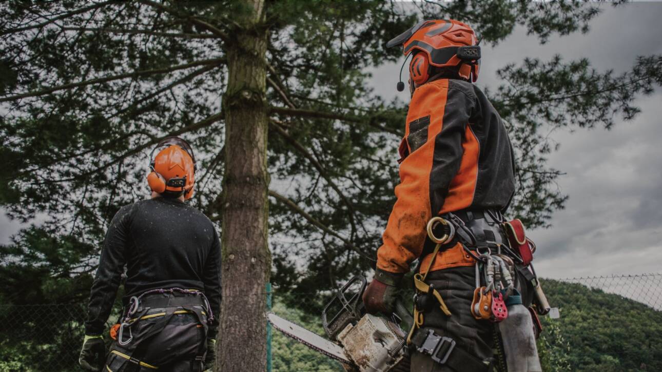Service d'Arboriculture à Mirabel-