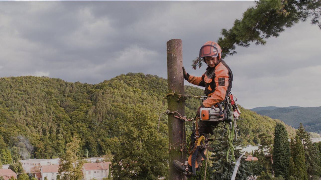 Services abbatage d'arbres