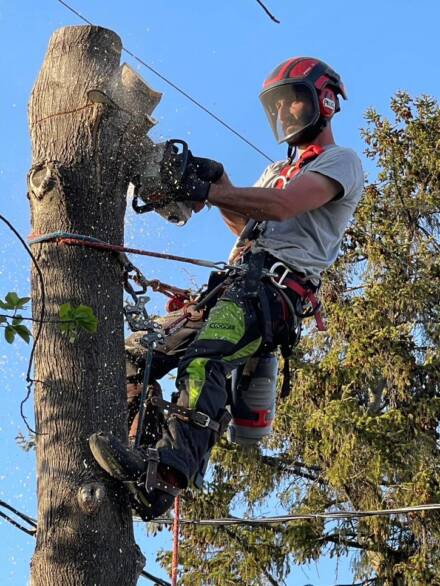 En action abattage arbre